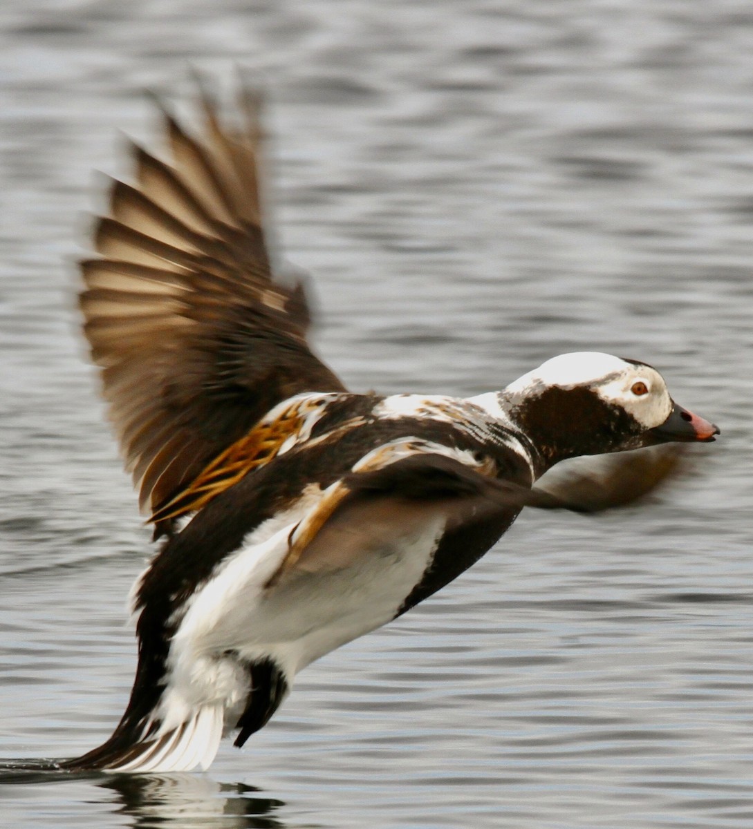 Long-tailed Duck - ML612065780