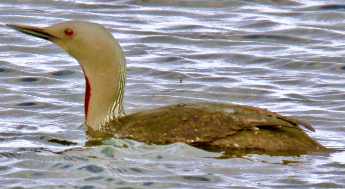 Red-throated Loon - ML612065845