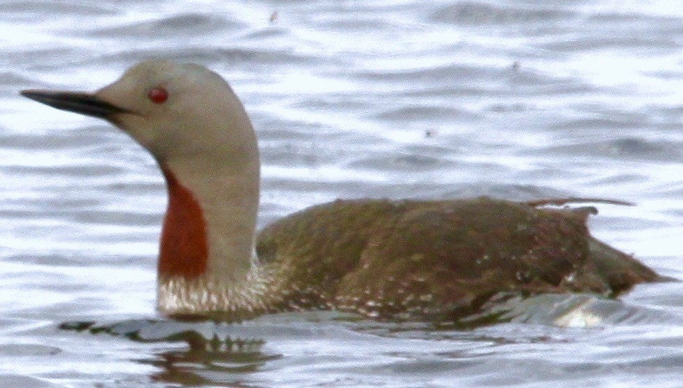 Red-throated Loon - ML612065848