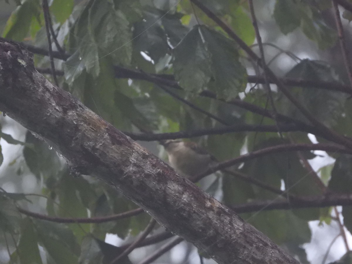 Rufous-naped Wren - ML612065869