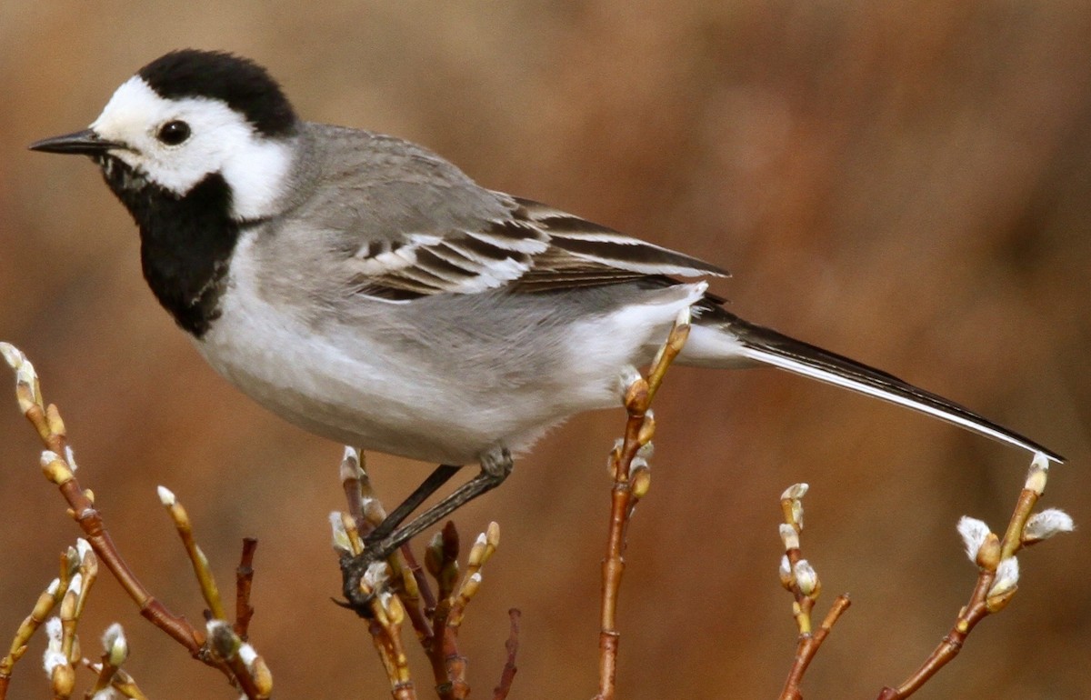 White Wagtail - ML612065910