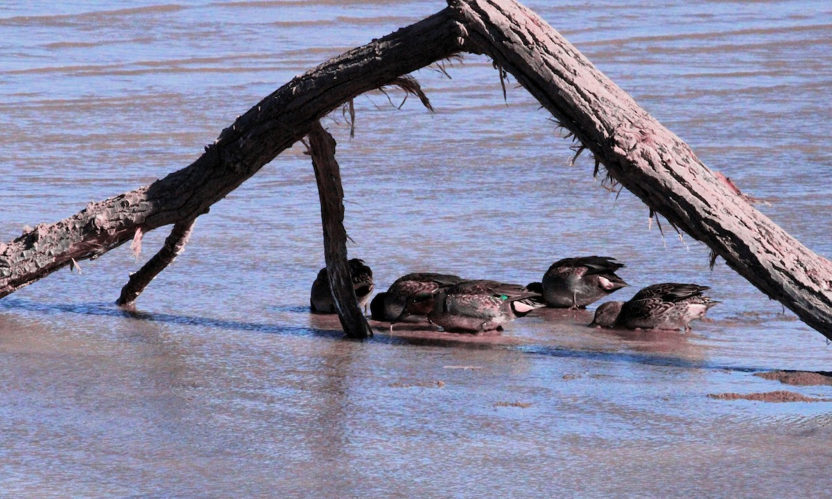 Green-winged Teal - ML612065929