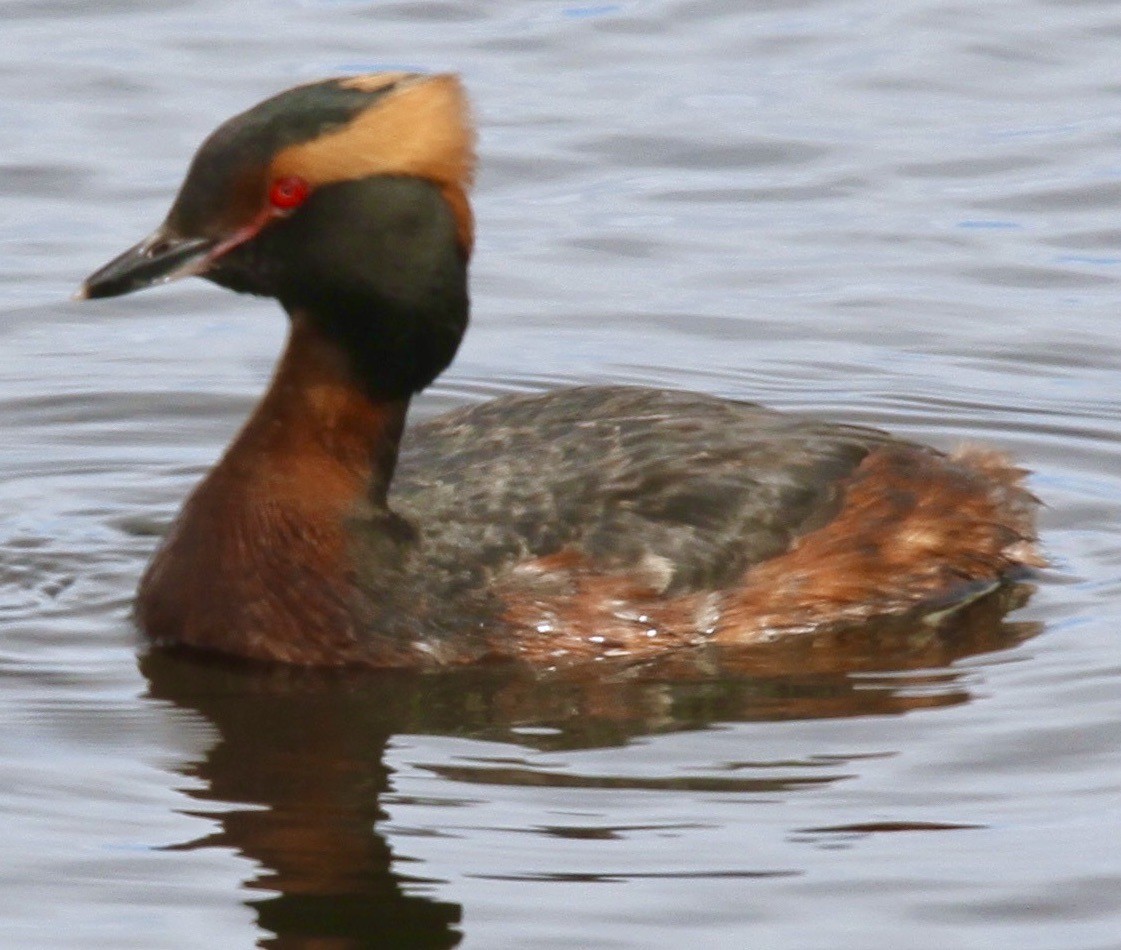 Horned Grebe - ML612065950