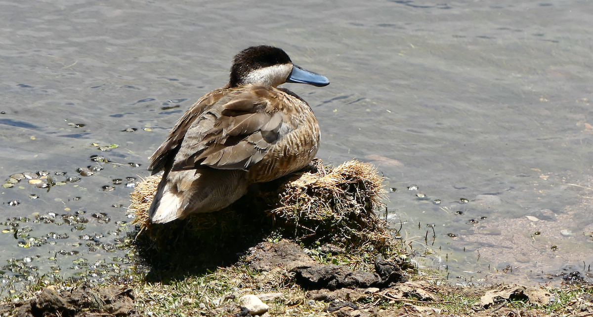 Puna Teal - ML612065961