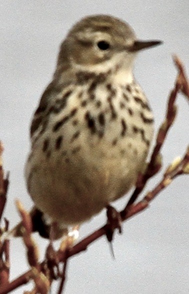 Meadow Pipit - ML612065966