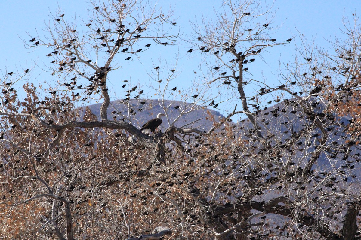 Bald Eagle - David Lerwill