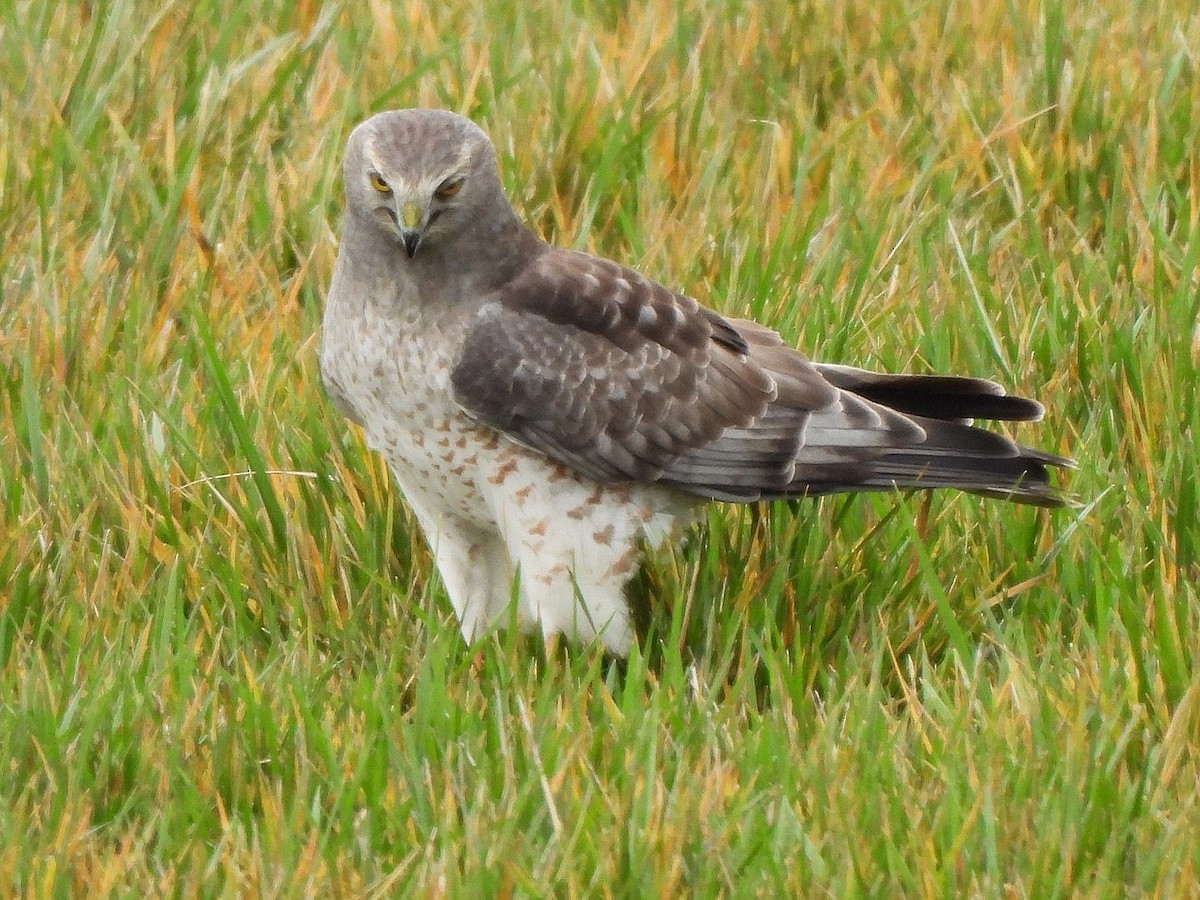 Northern Harrier - ML612066114