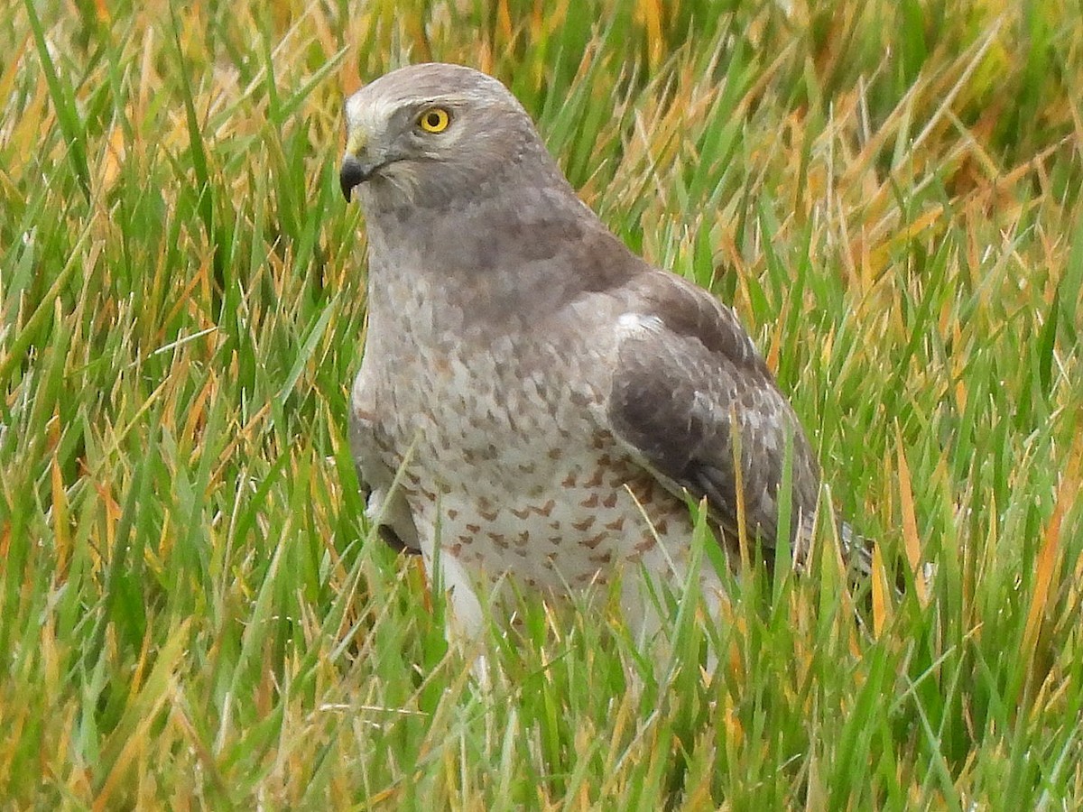 Northern Harrier - ML612066115