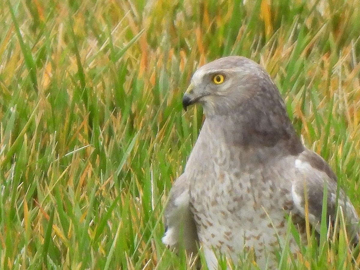 Northern Harrier - ML612066116