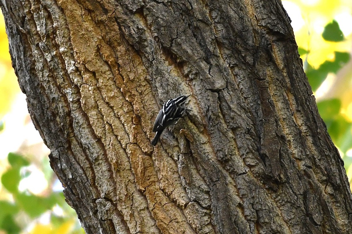 Black-and-white Warbler - ML612066172