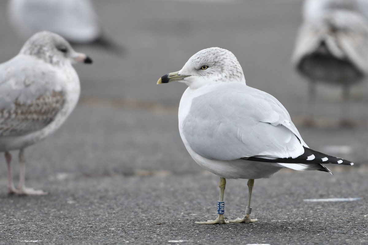 Ring-billed Gull - David Mathieu