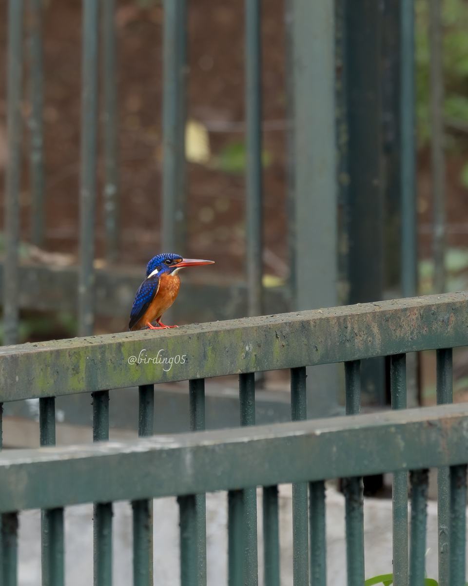 Blue-eared Kingfisher - ML612066350