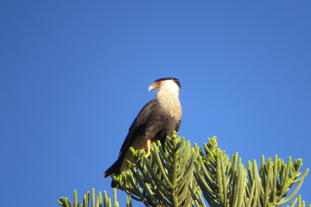 Caracara huppé - ML612066352