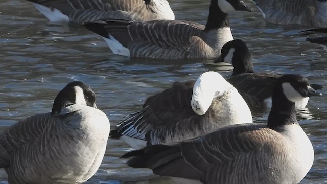 Ross's x Cackling Goose (hybrid) - ML612066357