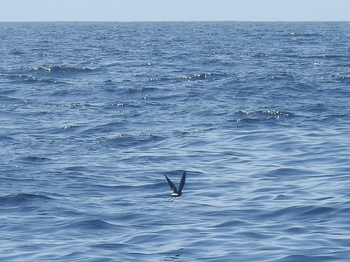 黃蹼洋海燕 - ML612066433