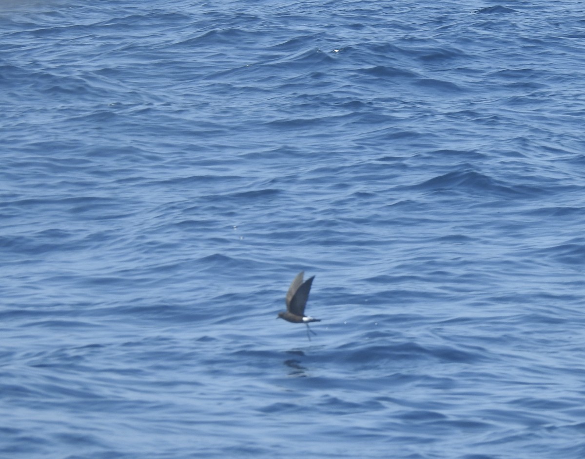 黃蹼洋海燕 - ML612066434