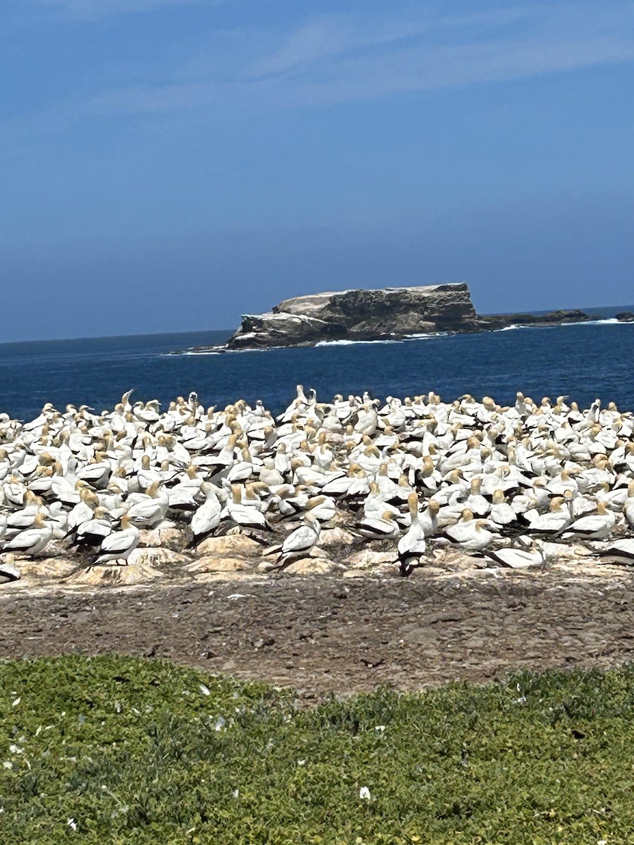 Australasian Gannet - ML612066555