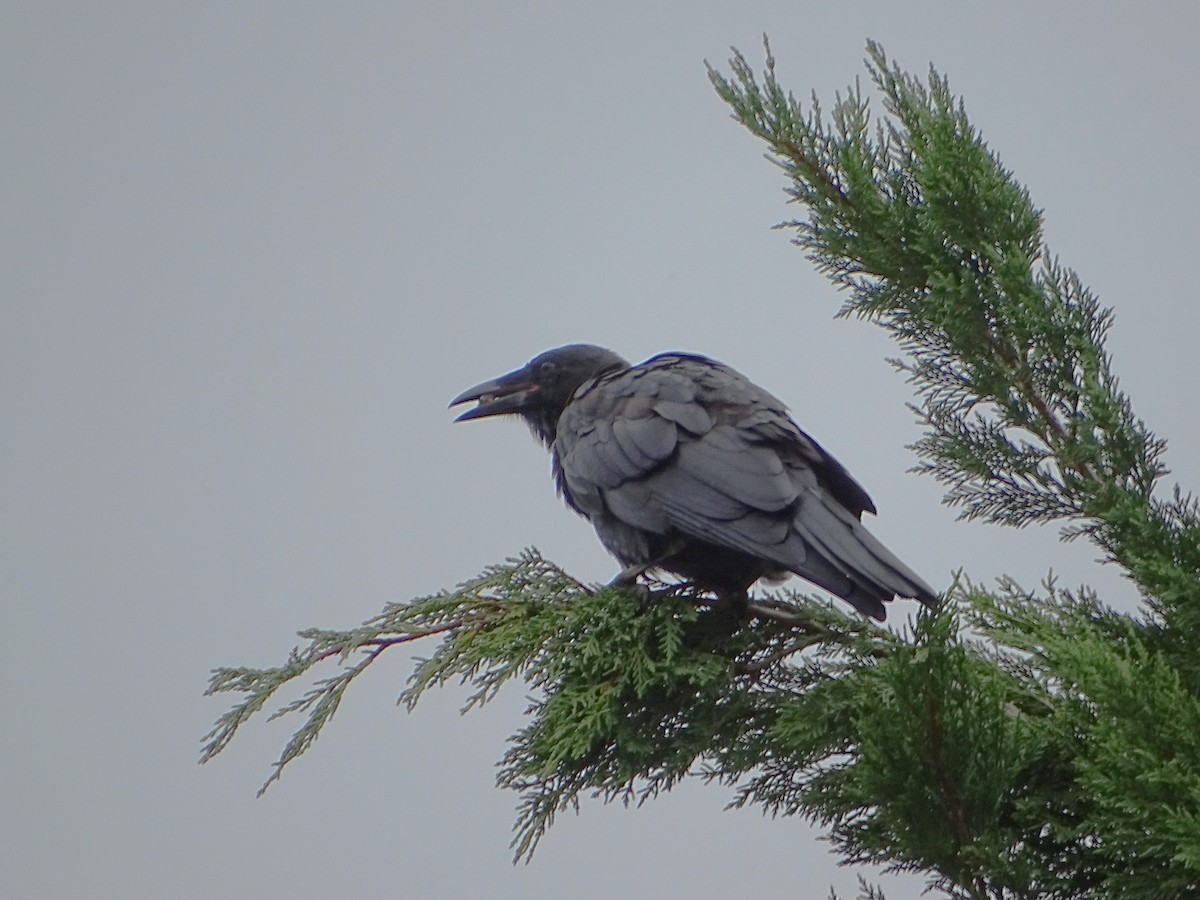 Australian Raven - ML612066581