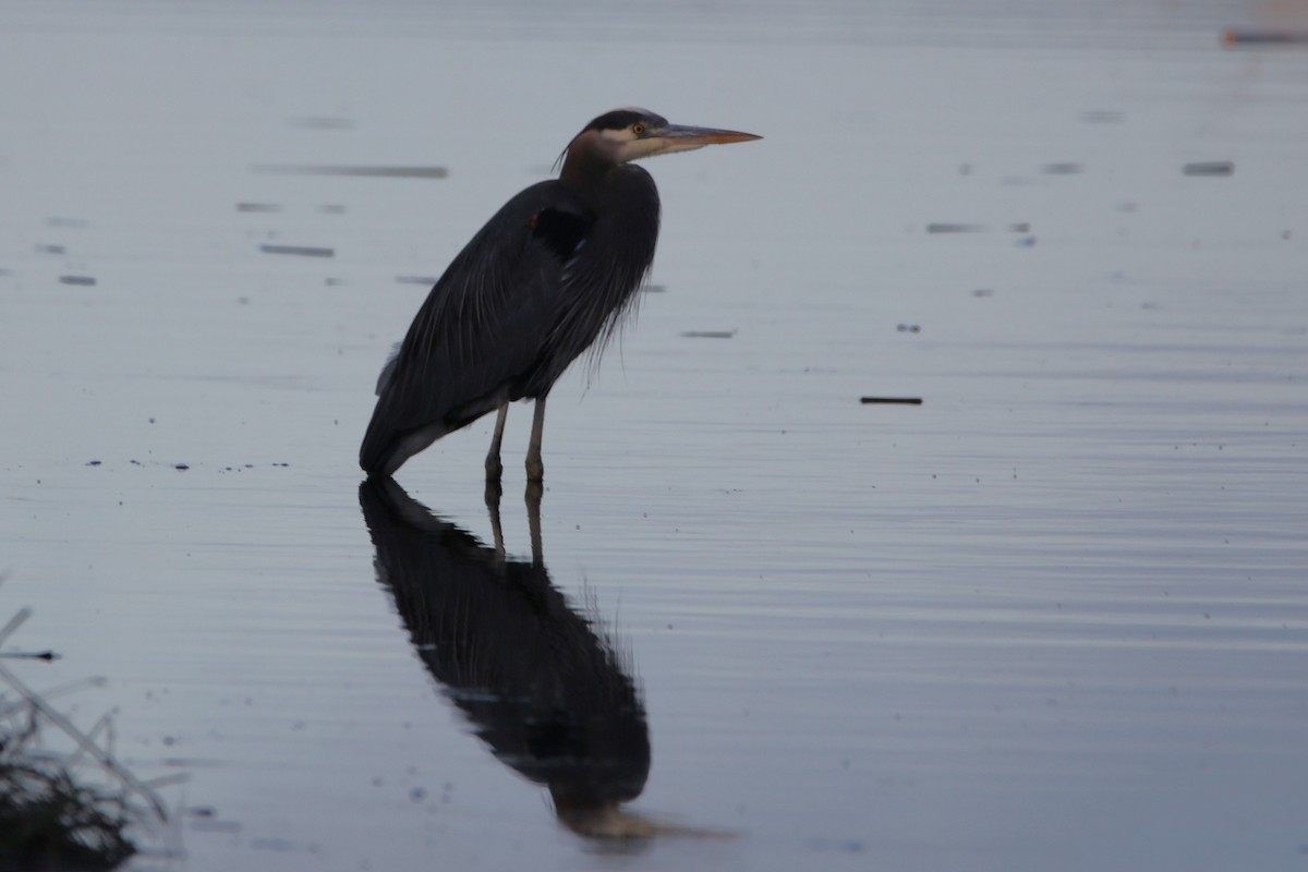 Great Blue Heron - ML612066664