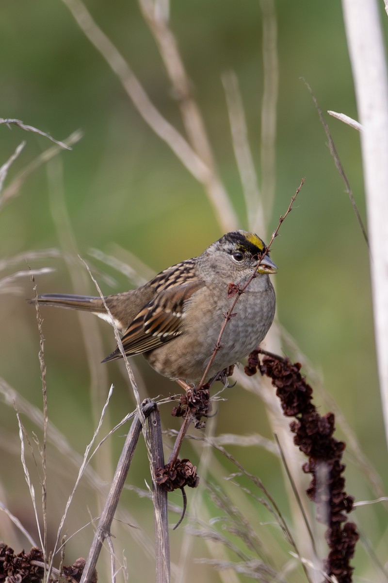 Golden-crowned Sparrow - ML612066723