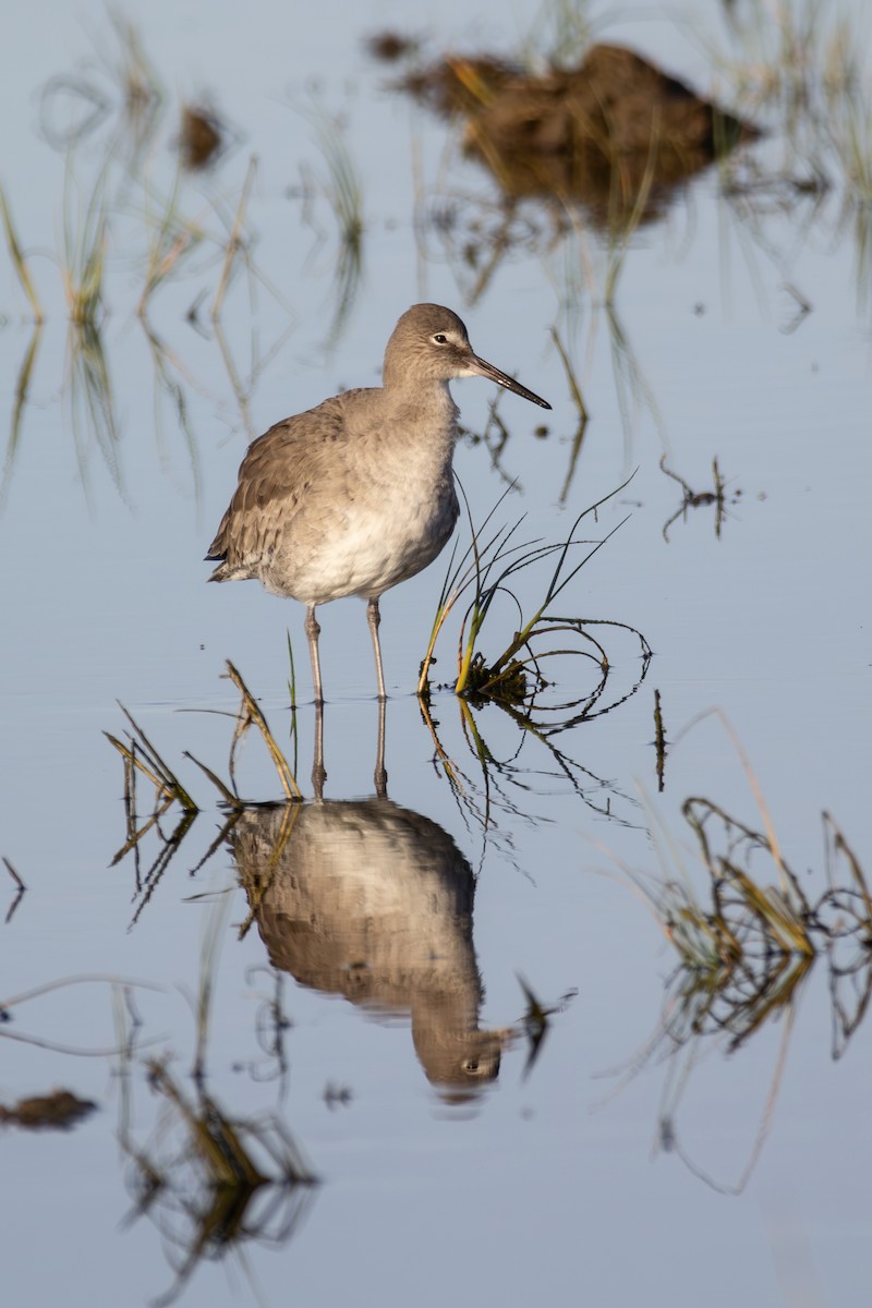 Willet - ML612066761