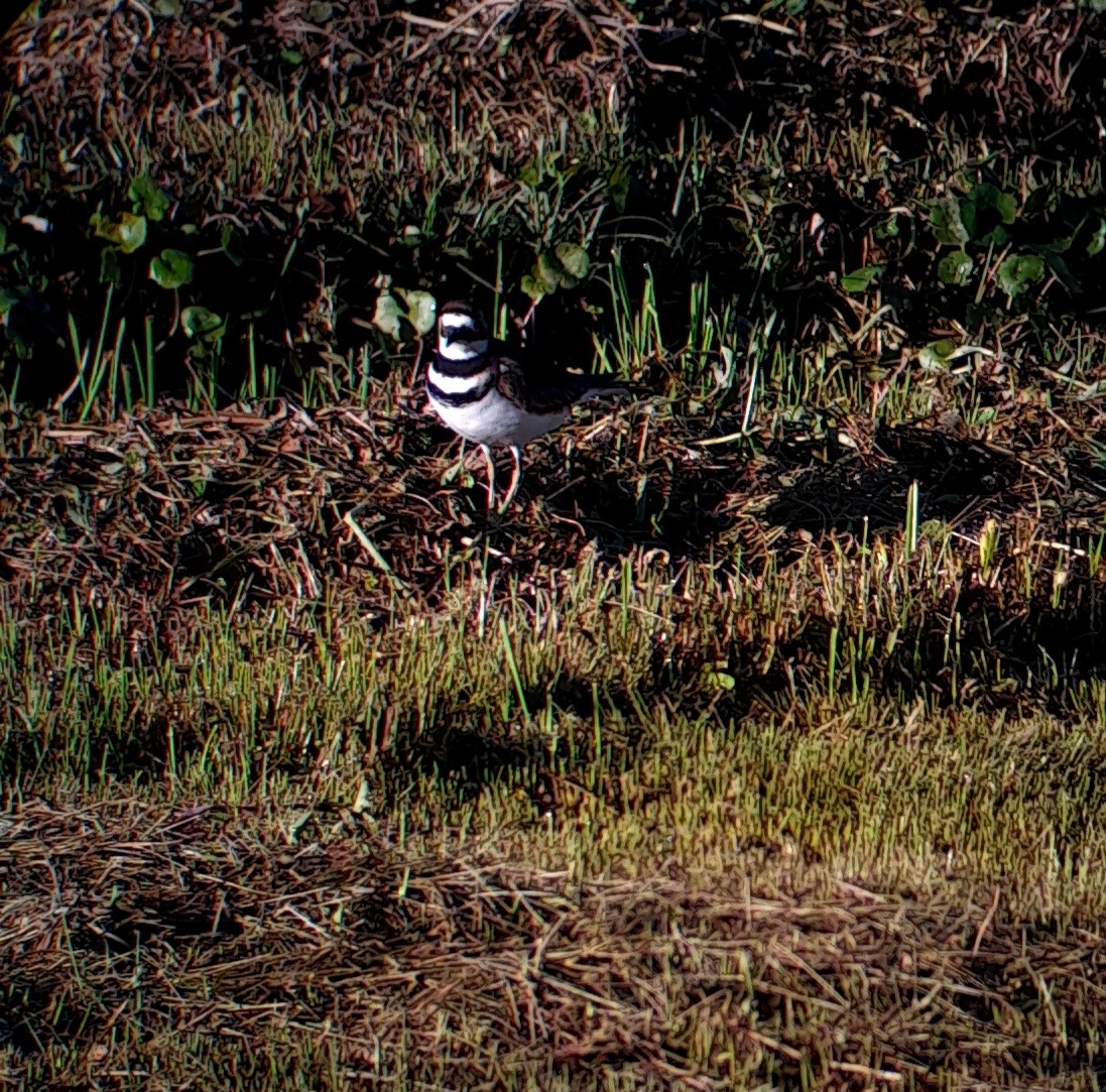 Killdeer - ML612066773