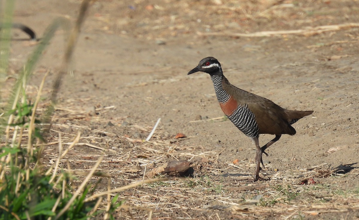 Barred Rail - ML612066799