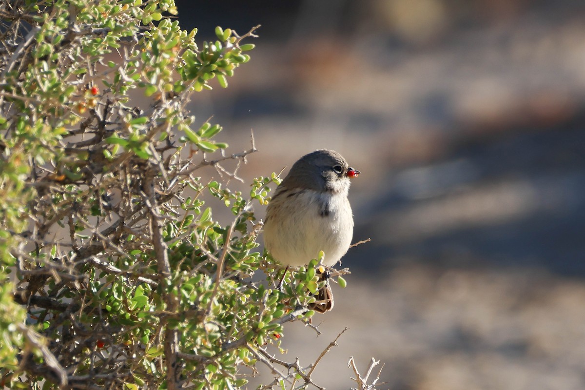 Sagebrush/Bell's Sparrow (Sage Sparrow) - ML612066877
