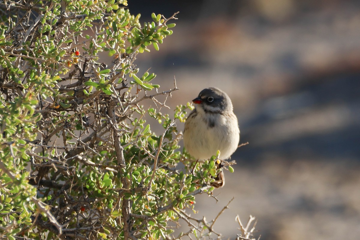 Sagebrush/Bell's Sparrow (Sage Sparrow) - ML612066878