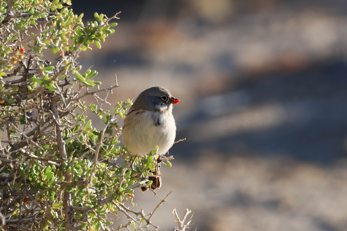 Sagebrush/Bell's Sparrow (Sage Sparrow) - ML612066879