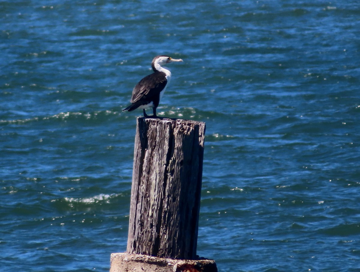 Pied Cormorant - ML612066885