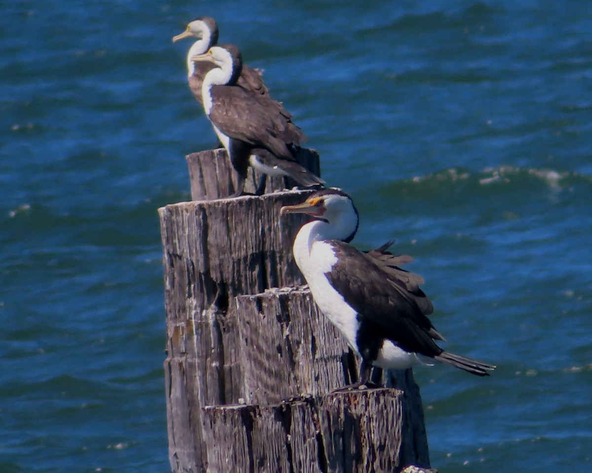 Pied Cormorant - ML612066887