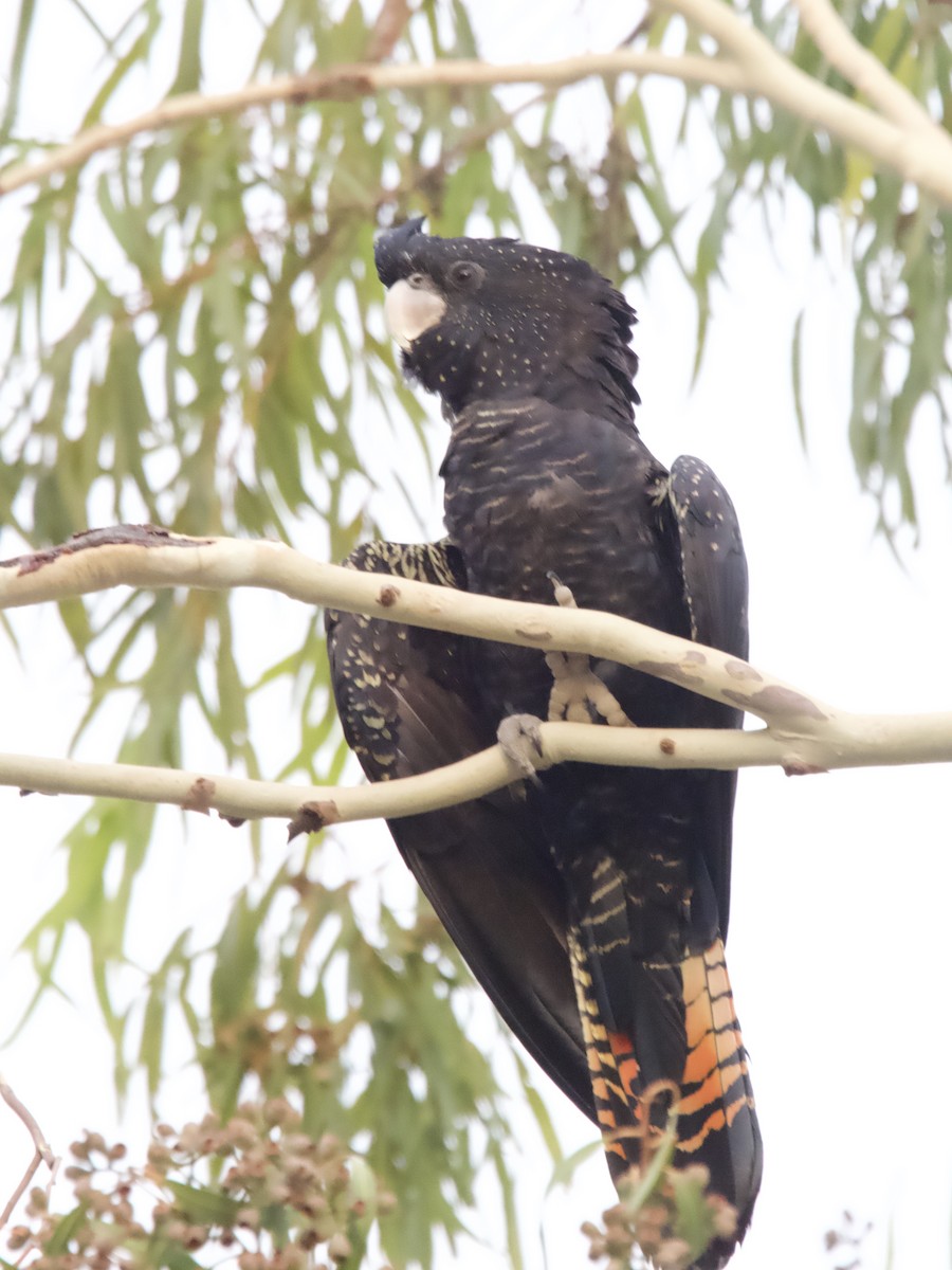 Red-tailed Black-Cockatoo - ML612066936