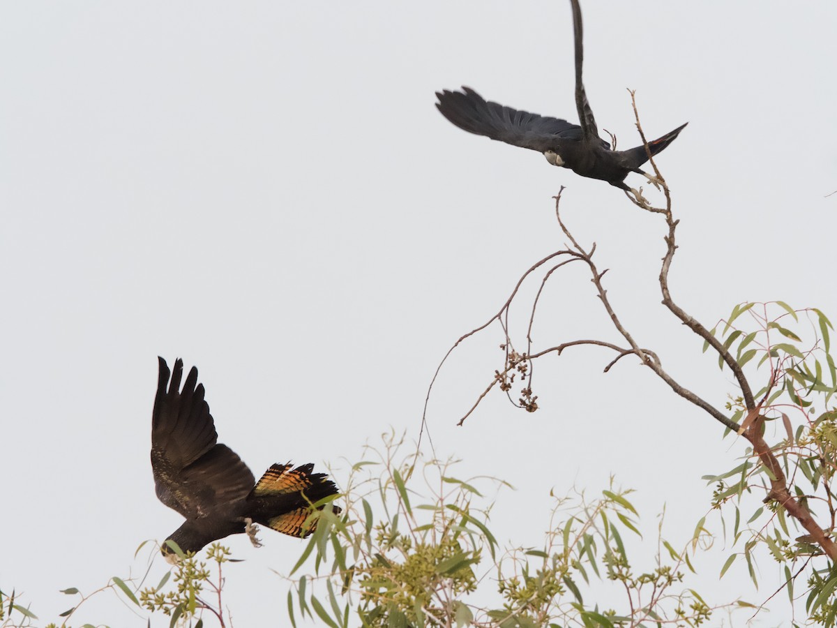 Red-tailed Black-Cockatoo - Yvonne van Netten