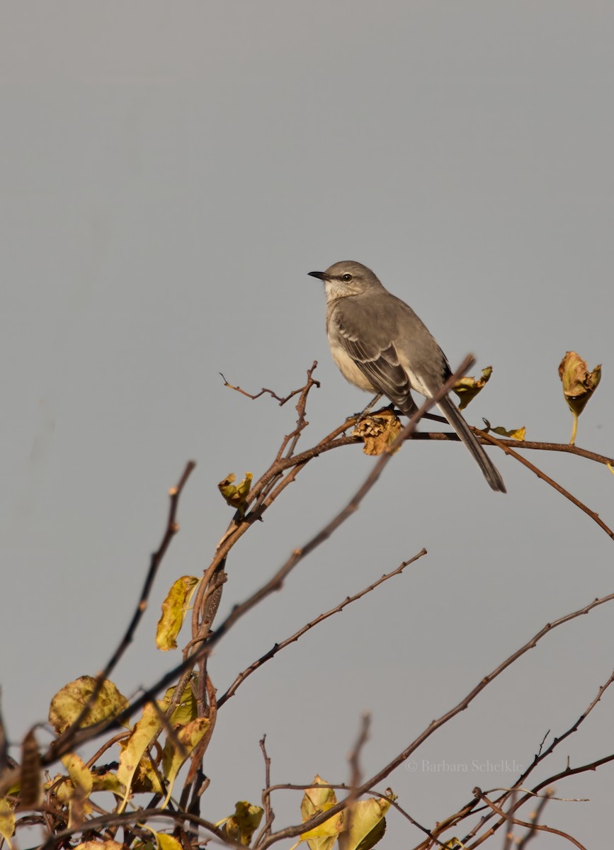 Northern Mockingbird - Barbara S