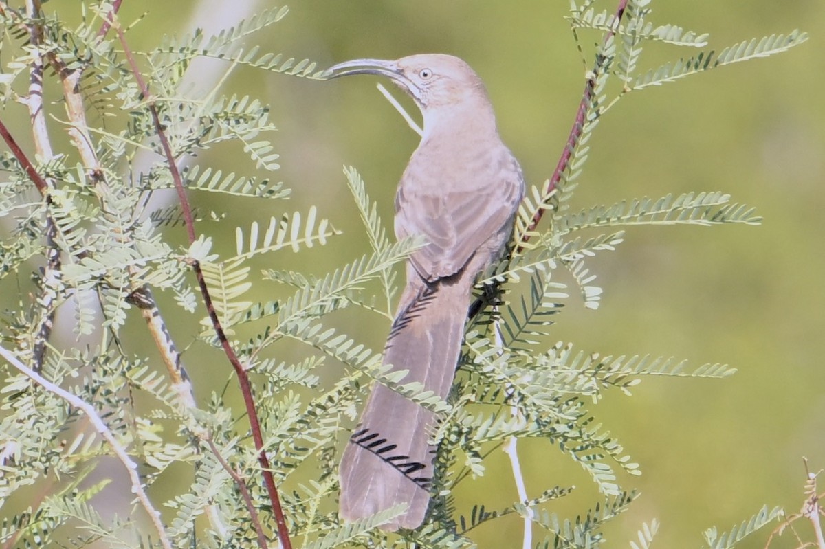 Crissal Thrasher - ML612067021