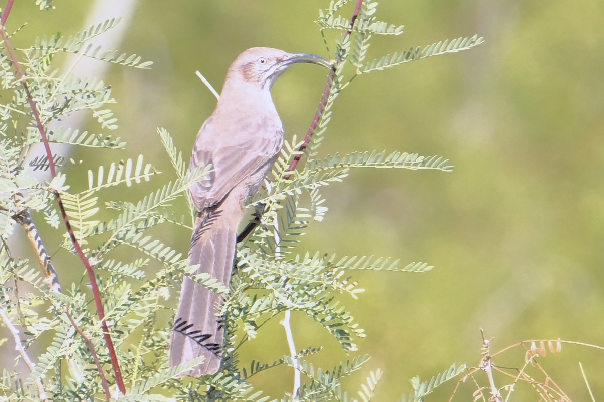 Crissal Thrasher - ML612067022