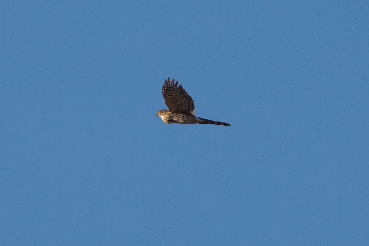 Cooper's Hawk - ML612067059