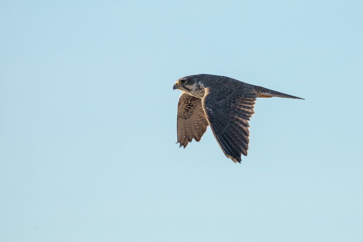 Prairie Falcon - ML612067076