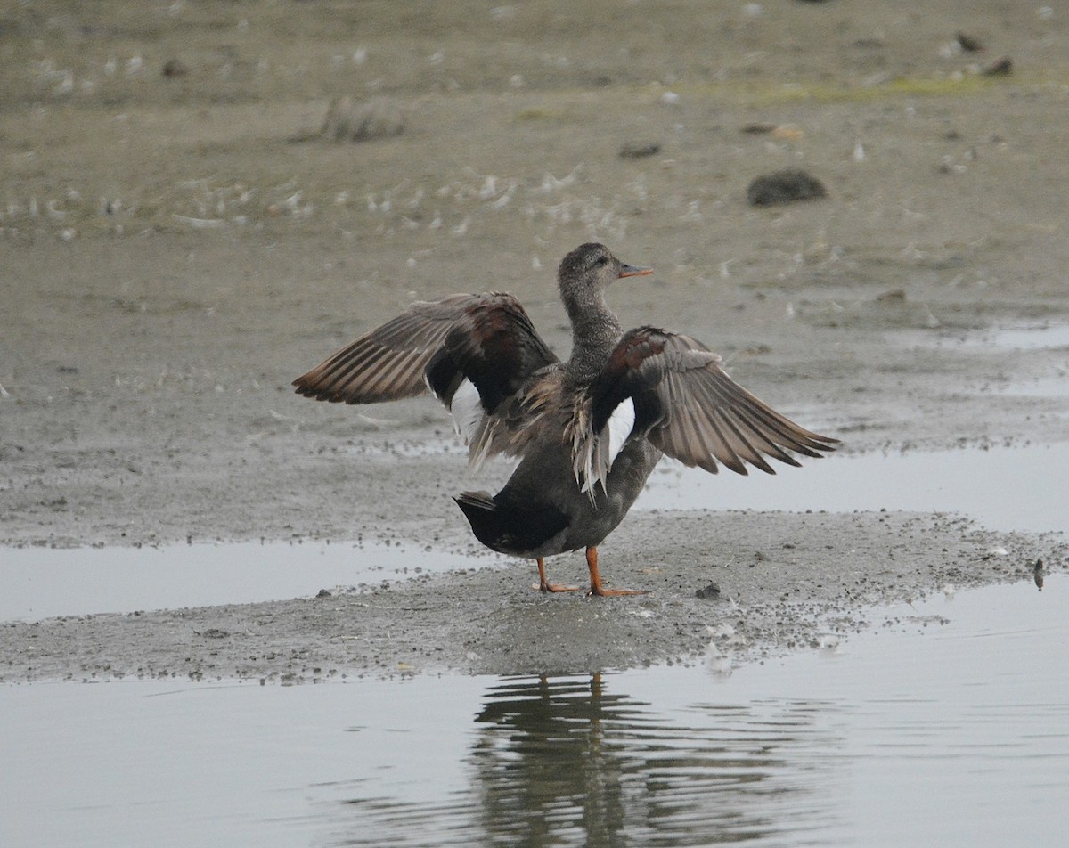 Gadwall - ML61206711