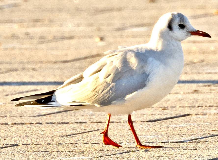 Mouette rieuse - ML612067144