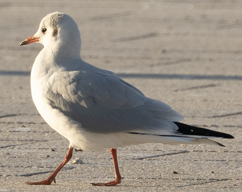 Mouette rieuse - ML612067145