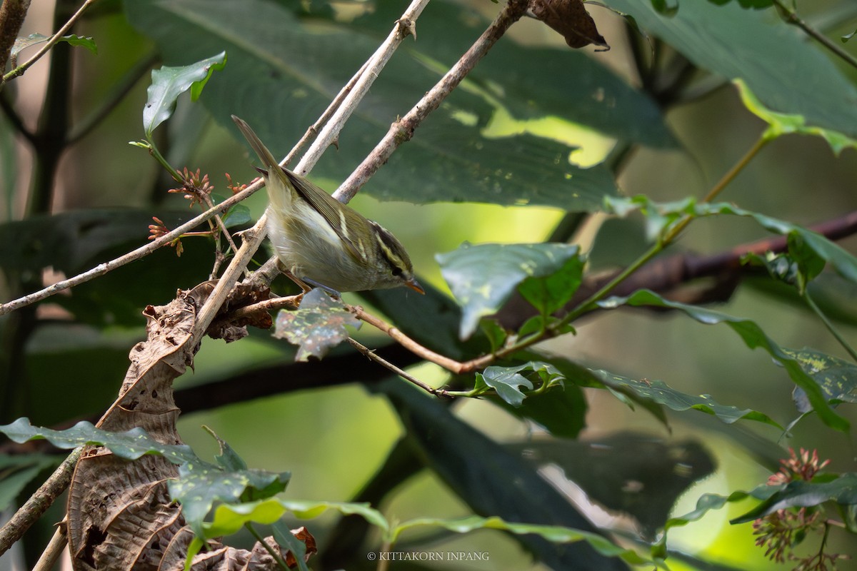 Claudia's Leaf Warbler - ML612067178