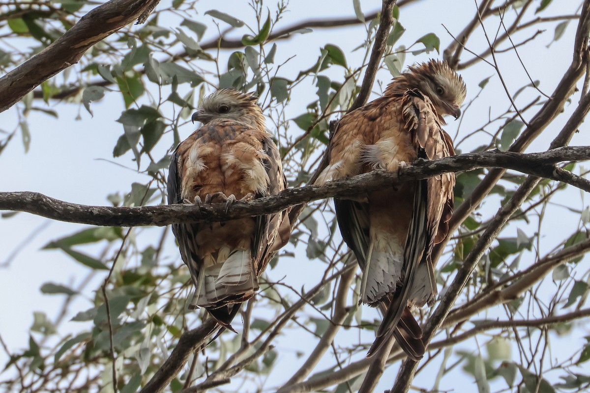 Square-tailed Kite - ML612067242