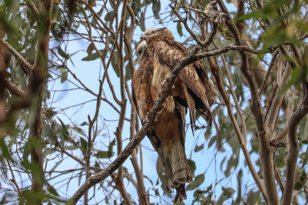 Square-tailed Kite - ML612067253