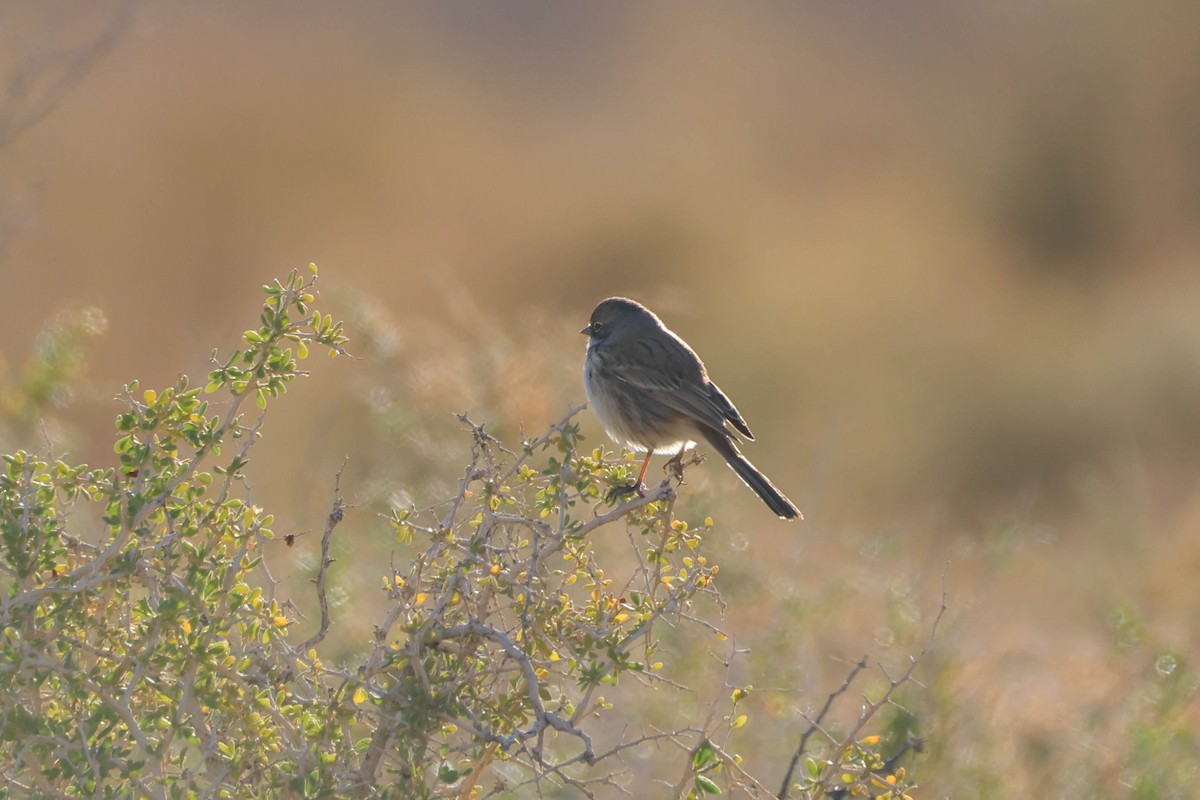 Sagebrush/Bell's Sparrow (Sage Sparrow) - ML612067270