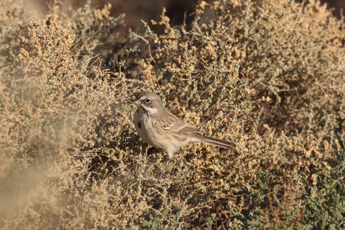 Sagebrush/Bell's Sparrow (Sage Sparrow) - ML612067280
