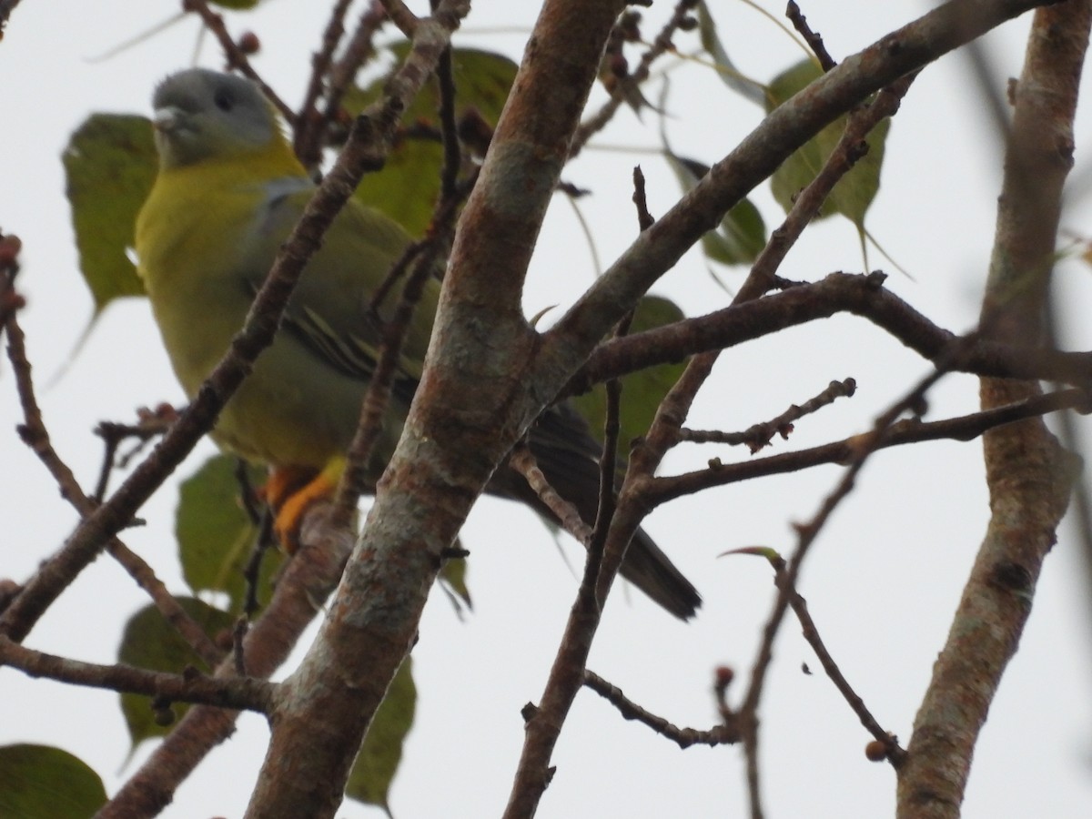 Yellow-footed Green-Pigeon - ML612067291