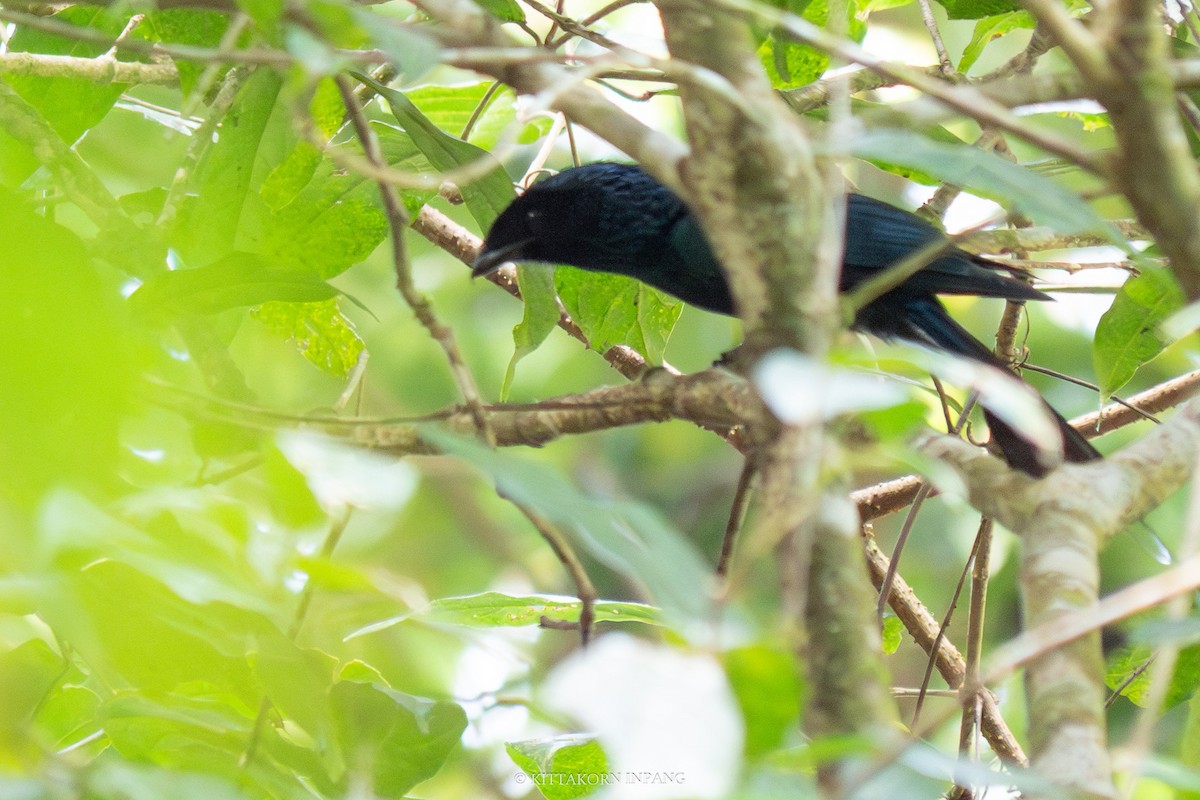 Lesser Racket-tailed Drongo - ML612067340