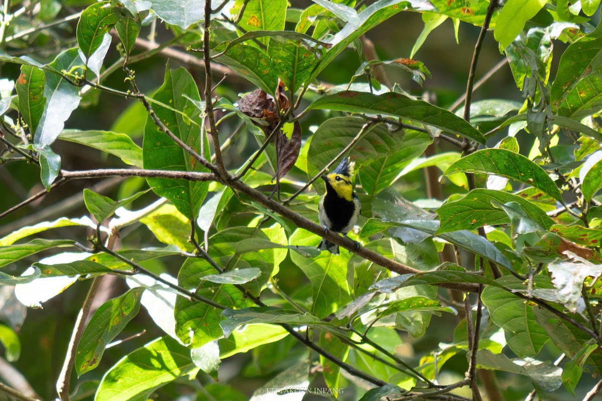 Yellow-cheeked Tit - ML612067343